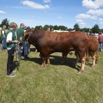 The Cattle Show of Funen 2014.