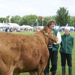 Winder of interbreed. The Cattle Show of Funen 2013.