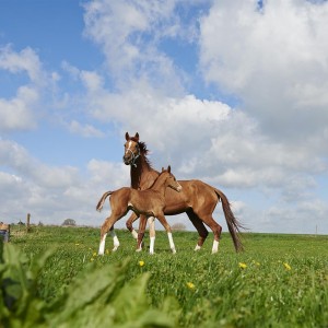 humlegaarden horse and foal